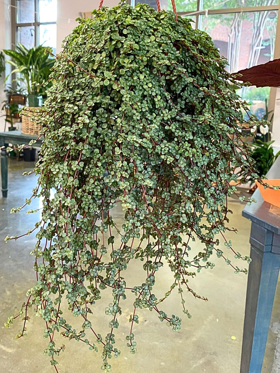String of Baby Tears (Pilea depressa)