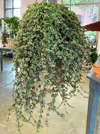 String of Baby Tears (Pilea depressa)