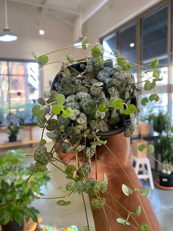 string of hearts plant