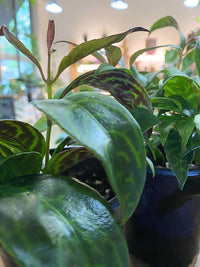 Black Pagoda Lipstick Plant (Aeschynanthus longicaulis)