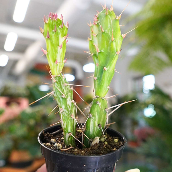 Variegata Maverick Cactus Variegated (2.5")