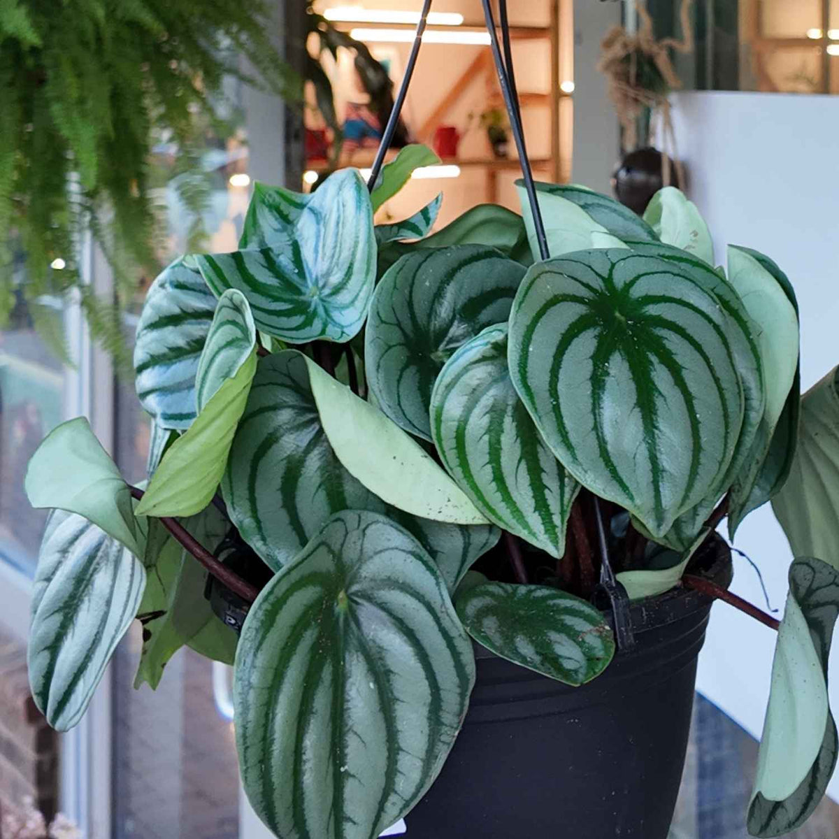 Watermelon Peperomia Houseplant (8" Trailing)