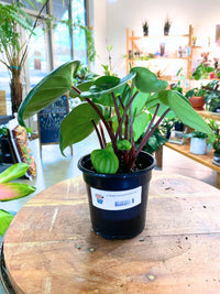Watermelon Peperomia Houseplant